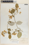 Funastrum pannosum (Decne.) Schltr., Mexico, C. G. Pringle 11028, F