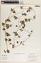 Gonolobus barbatus Kunth, Mexico, S. P. Darwin 2355, F