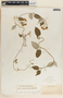 Funastrum pannosum (Decne.) Schltr., Mexico, E. Palmer 497, F