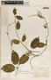 Funastrum pannosum (Decne.) Schltr., Mexico, A. B. Ghiesbreght, F