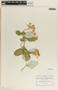 Funastrum pannosum (Decne.) Schltr., Mexico, C. G. Pringle 13953, F