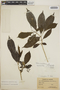 Tabernaemontana amygdalifolia Jacq., Panama, V. C. Dunlap 487, F