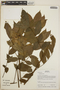 Crepidospermum goudotianum (Tul.) Triana & Planch., Bolivia, M. Toledo 84, F