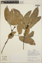 Protium heptaphyllum (Aubl.) Marchand, Bolivia, M. Toledo 75, F