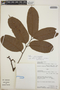 Protium sagotianum Marchand, Peru, P. Nuñez 6079, F