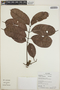 Protium sagotianum Marchand, Ecuador, G. Villa 840, F