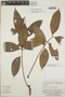Protium stevensonii (Standl.) Daly, Peru, G. S. Hartshorn 2709, F