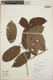 Hirtella racemosa Lam., Peru, R. B. Foster 12052, F