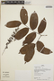Hirtella racemosa Lam., Peru, G. Shepard 2209, F
