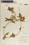Gonolobus xanthotrichus Brandegee, Honduras, L. O. Williams 18078, F