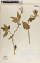Marsdenia coulteri Hemsl., Mexico, J. I. Calzada 649, F