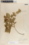 Marsdenia coulteri Hemsl., Mexico, W. C. Steere 1059, F