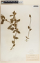 Marsdenia coulteri Hemsl., Mexico, E. Palmer 219, F