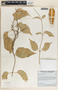 Marsdenia edulis S. Watson, Mexico, D. Charlton 2674, F