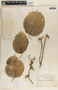 Marsdenia edulis S. Watson, Mexico, H. L. Mason 1701, F