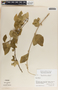 Marsdenia gualanensis Donn. Sm., Mexico, A. Shilom Ton 3016, F