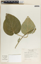 Marsdenia lanata (Paul G. Wilson) W. D. Stevens, Mexico, E. Martínez S. 1182, F