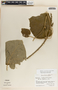Marsdenia lanata (Paul G. Wilson) W. D. Stevens, Mexico, A. Shilom Ton 3017, F
