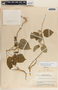 Marsdenia lanata (Paul G. Wilson) W. D. Stevens, Honduras, P. C. Standley 22473, F