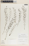 Drosera peltata Thunb., Sri Lanka, R. B. Faden 76/359, F