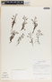 Drosera indica L., Sri Lanka, R. B. Faden 77/78, F