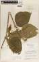 Marsdenia mexicana Decne., Guatemala, J. A. Steyermark 50769, F