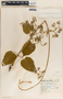 Marsdenia mexicana Decne., Mexico, G. B. Hinton 10137, F