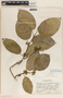 Marsdenia propinqua Hemsl., Mexico, C. L. Lundell 7702, F