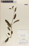 Marsdenia steyermarkii Woodson, Guatemala, L. O. Williams 25767, F