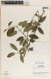 Marsdenia steyermarkii Woodson, Guatemala, L. O. Williams 23060, F