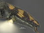 3741526 Acmaeodera yuccavora, holotype, elytra, lateral view