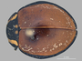 3947213 Anatis lecontei, habitus, dorsal view