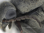 3982451 Mordella novemnotata, type, male, antenna, lateral view