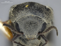 3982451 Mordella novemnotata, type, male, head, front view