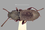 3741633 Valdivium chilense, holotype, habitus, dorsal view