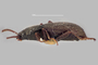 3741633 Valdivium chilense, holotype, habitus, lateral view