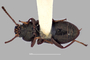 3741633 Valdivium chilense, holotype, habitus, ventral view