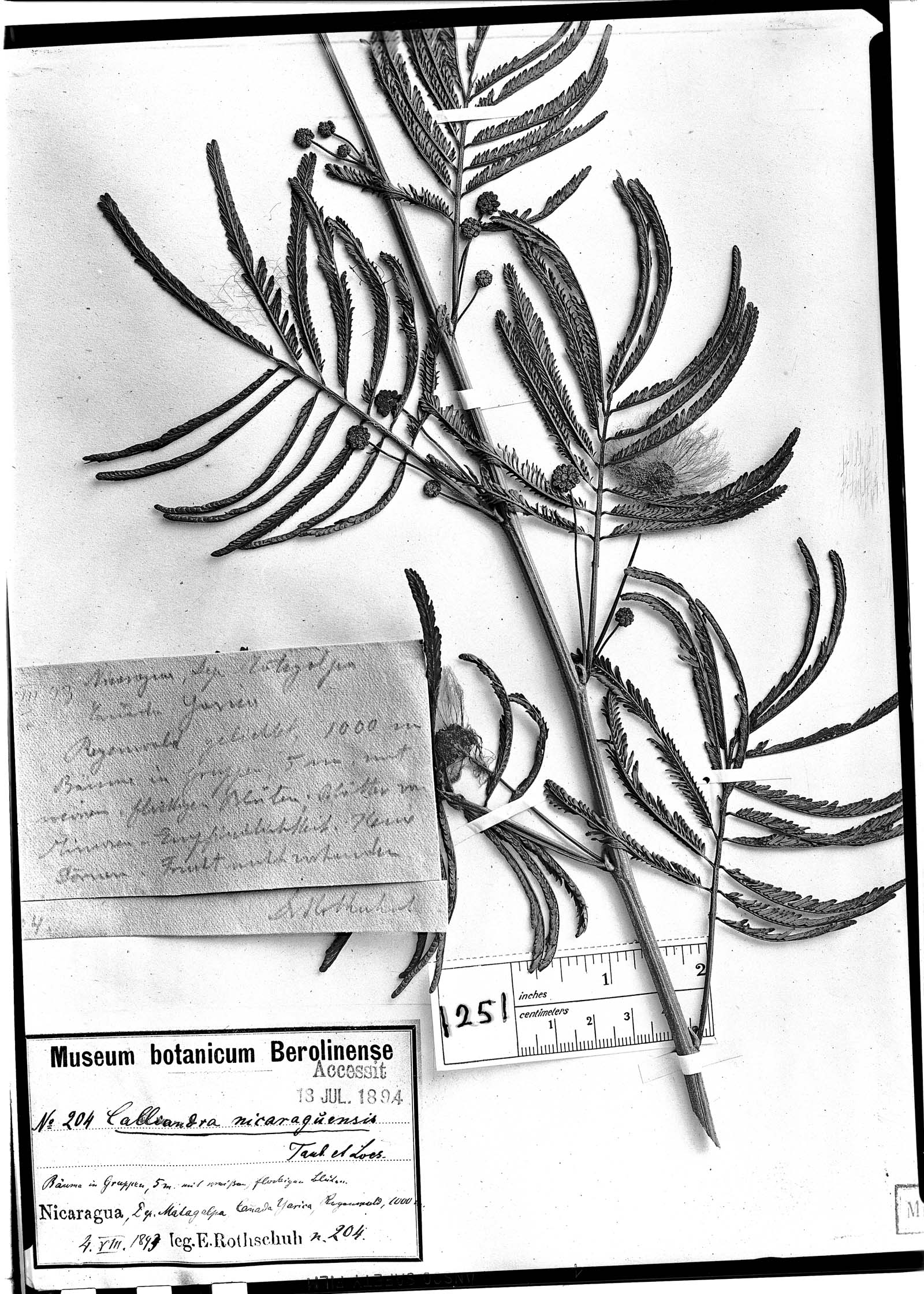 Zapoteca portoricensis subsp. portoricensis image