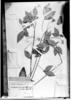 Crotalaria vitellina image