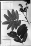 Field Museum photo negatives collection; München specimen of Cupania spectabilis Radlk., MEXICO, F. M. Liebmann, Type [status unknown], M