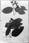 Field Museum photo negatives collection; München specimen of Ferdinandusa rudgeoides (Benth.) Wedd., R. Spruce 1707, M