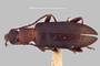 3741634 Statira willardi, type, habitus, dorsal view