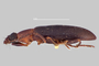 3741634 Statira willardi, type, habitus, lateral view