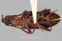 3741634 Statira willardi, type, habitus, ventral view