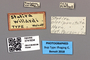 3741634 Statira willardi, type, labels