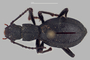 3741637 Psammetichus penai, holotype, habitus, dorsal view