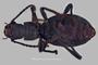 3741637 Psammetichus penai, holotype, habitus, ventral view