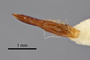 3741637 Psammetichus penai, holotype, dissected structure