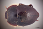 3741639 Praocis caladerana, holotype, habitus, dorsal view