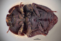 3741639 Praocis caladerana, holotype, habitus, ventral view